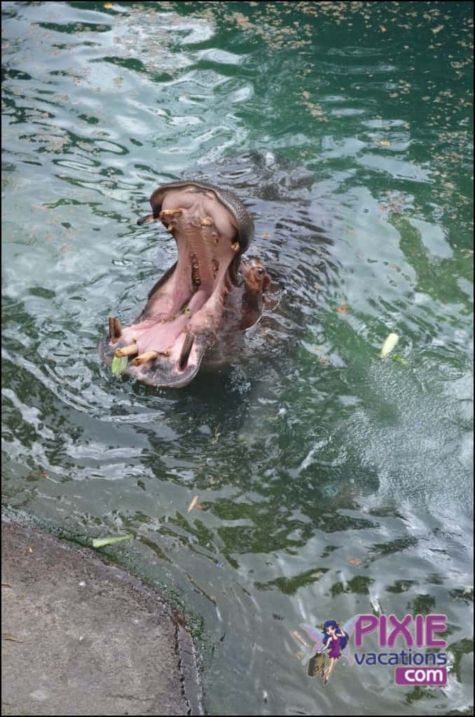 Hippos and Disney Animal Kingdom