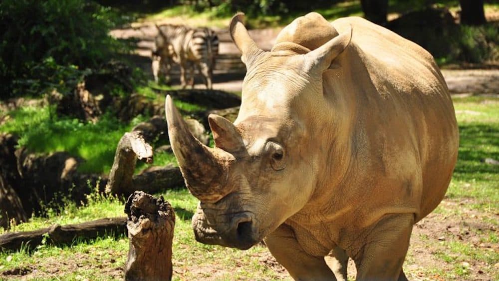 Up Close with Rhinos Tour Starting Nov. 1 at Disney’s Animal Kingdom Theme Park